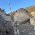 قعود كفو كفو للبيع