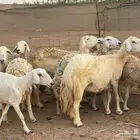 للبيع ضان حريات ولد مشاءالله تبارك الله