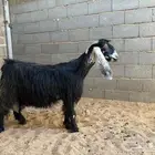 معزاء عوارض صنف معرفه
