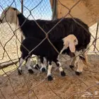 نعجه. تحتها رخله