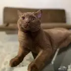 قط برتش سينامون مسجل