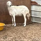 حرية حايل البيييع
