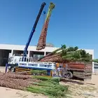 نخيل امريكي زينه نخيل واشنطنيا زينه