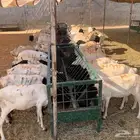 تيوس وبرابر صحه وتربيه ممتازه جمله اسعار ترضيك