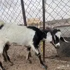 تيوس