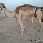 رحول ابل للبيع