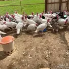رومي
