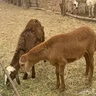 رخال سواكني