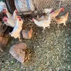 دجاج متوفر دجاج وداياكه عمر 5 شهور ونص نظيف شرط الصحه