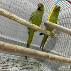 ببغاء الدره زوج