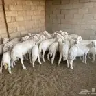 مراح حري