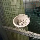 ازواج يمام ماسي منتجه