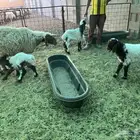 4 شياه نعيم مطافيل