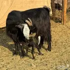 معزاء عوارض مراح ودفيع