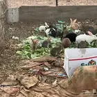 للبيع مراح أرانب وحمام مع راوية ماء البيع. للجميع.