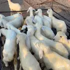 نوفرجميع التيوس البلديه والطليان لجميع المنادي والمطاعم