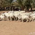 مراح حريات مواليد ولد 17 معها17