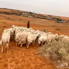 للبيع حريات