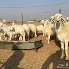 مراح غنم حريات