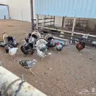 روميات للبيع