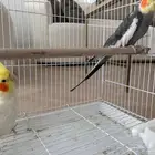 كراون ذكر وانثى للبيع