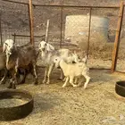 سواكن ولد