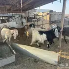 معزاء مضاريع مراح واحد