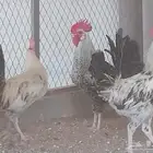 ديكه بلدي جروم وألوان وأعمار صغار
