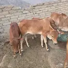 حسلان للبيع