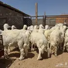 خرفان اضاحي للبيع