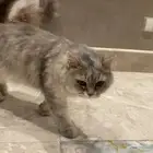 قطتين لتبني ذكر عمره 9 اشهر والانثى سنه نظيفين مطعمين