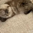 قطوه انثى لتبني دون مقابل