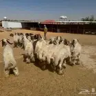 غنم نعيم