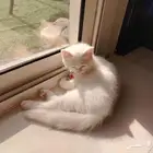 Cat for adoption قط للتبني