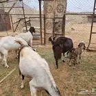 معزا