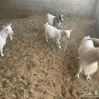 ماعز قزم