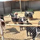 معزا للبيع مضاريع