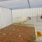 للبيع طقطق