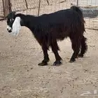 مطلوب تيوس من 5 الى 7 شهور   معزا حليب