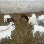 تيوس جنوبي