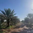 صيف مزرعه للبيع الثمد العدد 850 نخلة