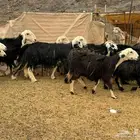 مراح نجد وصغار سن