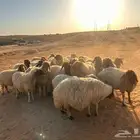 غنم نعيم دفيع