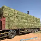 برسيم ذره قصب تبن رودس سنابل بر سنابل قمح شعير جميع انواع ا