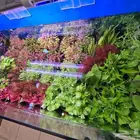 نباتات مائية منوعه