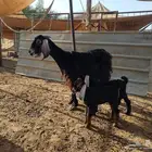 عنز عارضيه متاومه يتبعها تيس وجفره