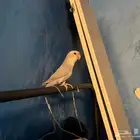 انثى روز للبيع