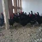 دجاج بلدي اسود