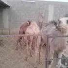 قعدان