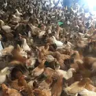 دجاج بلدي للبيع عمره من 6 الى 8 شهور
